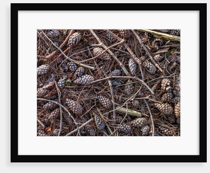 Pine cones and tree branches by Assaf Frank